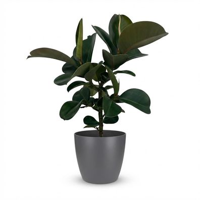 Gummipflanze - Ficus Elastica Cloe - Grün - Pflegeleicht - mit Potter Grey - Ø19