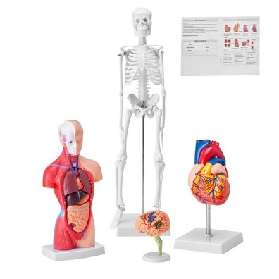 VEVOR 4-tlg Anatomiemodell Set Skelett Organe Herz Gehirn Medizin