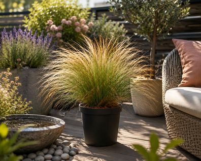 Federgras Pony Tails Stipa tenuissima winterhartes Ziergras 20-30 cm