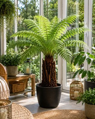Baumfarn Dicksonia antarctica 40-50 cm Tasmanischer Farnbaum Urzeitpflanze