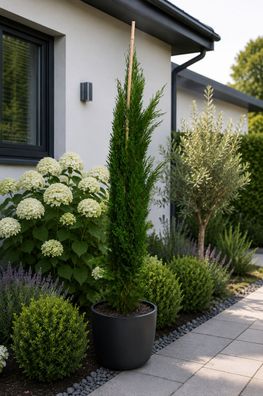 Cupressus Sempervirens Totem 140-160 cm Saeulenzypresse Italienische Zypresse
