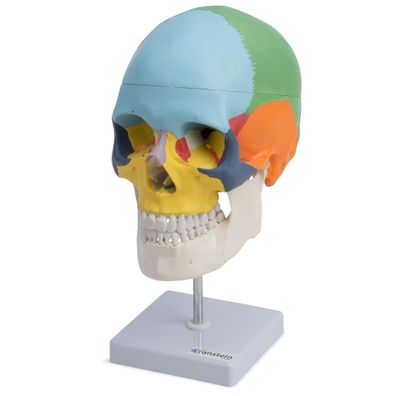 Cranstein A-247 Anatomischer Schädel auf Stativ didaktisch bemalt bunt