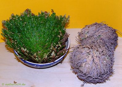 Rose von Jericho ganz 1 Kg