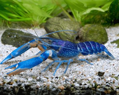 Rotscherenkrebs - Cherax quadricarinatus