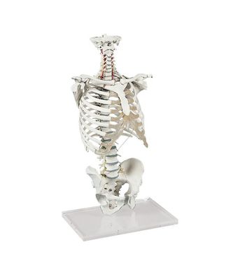 anatomisches Modell, Wirbelsäule mit Brustkorb