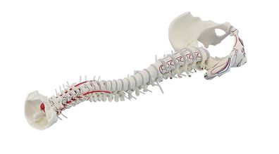 anatomisches Modell, Wirbelsäule mit Becken, Muskelbemalung