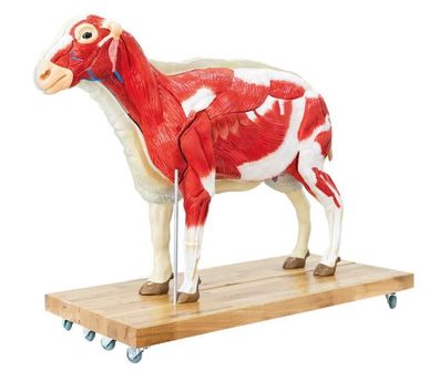 Schafmodell, Schaf, 12-teilig, 2/3 natürliche Größe, Veterinär, Tiermedizin
