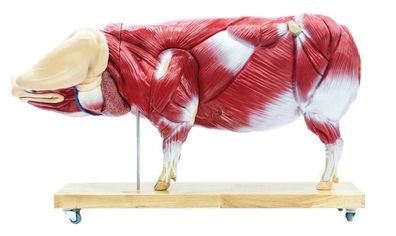 Didaktisches Schweinemodell, Schwein, 20-teilig, 1/2 natürliche Größe