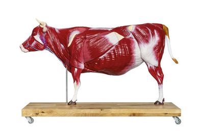 Rindermodell, Rind, 15-teilig, 1/3 natürliche Größe