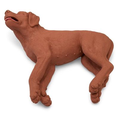 HLW Übungshund CasPer, Hund, Übungs Hund, Tiermedizin