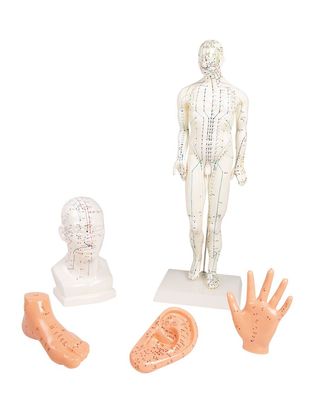 Akupunkturfigur, Set Akupunktur Figur, 5 Modelle Figur + Kopf, Hand, Fuß, Ohr, TCM