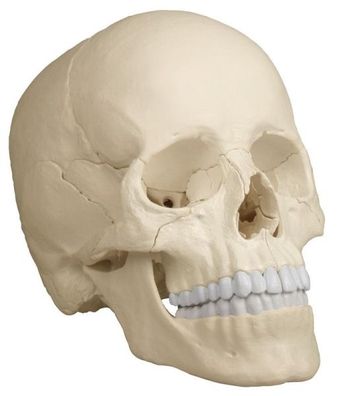 anatomisches Modell, Schädel, skull Osteopathie, 22 Teile, natürliche Farbe
