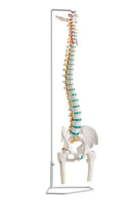 Model Wirbelsäule, Flexible Wirbelsäule mit Oberschenkelstümpfen mit Stativ