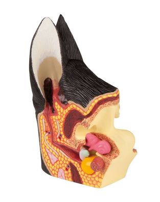 Modell Hundeohr 2 Seiten gesunde und erkrankte Anatomie, vertikal geschnitten