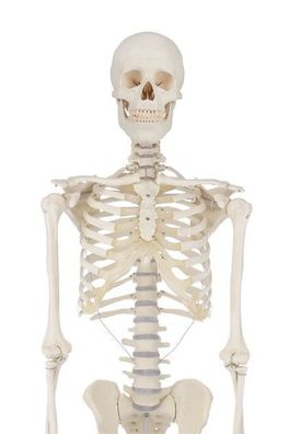 Skelett, Standardmodell, anatomisches Modell, ideal für das Studium