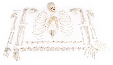 Skelett unmontiert, Knochensammlung