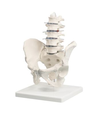 anatomisches Modell Wirbelsäule, Lendenwirbelsäule mit Becken, 5 Lendenwirbel Stativ