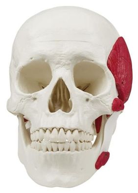 anatomisches Modell, Schädel mit Kaumuskulatur 2-teilig