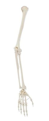 Armskelett, Arm Skelett, Naturgetreuer Abguss, Pro- und Supination demonstrierbar