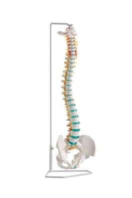 Anatomisches Modell Wirbelsäule, Flexible Wirbelsäule mit Stativ zum Aufhängen