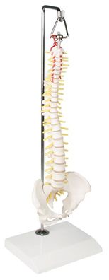 Model Wirbelsäule Hängestativ, 1/2 natürliche Größe, Bandscheiben, Spinalnerven
