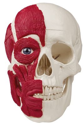 anatomisches Modell, Schädel mit Muskulatur halbseitig, Schädeldach abnehmbar