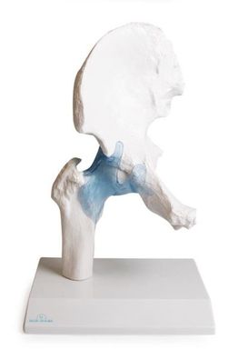 anatomisches Modell, Naturabguss Hüftgelenk mit Bändern auf Stativ (abnehmbar)
