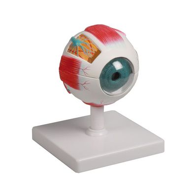 Lehrmodell Auge, Augenmodell, anatomische Modell, 4-fach, 6 Teile