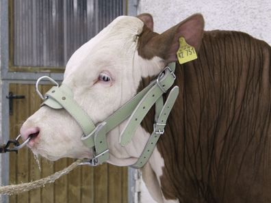 Bullenhalfter, Leder doppelt