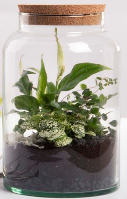 Halboffene Terrarium Flasche Glas 7L Pflanzen Deko Gewächs Haus Blumen Kork Haus