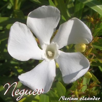 Oleander "Neguev" - Nerium oleander - Größe C03