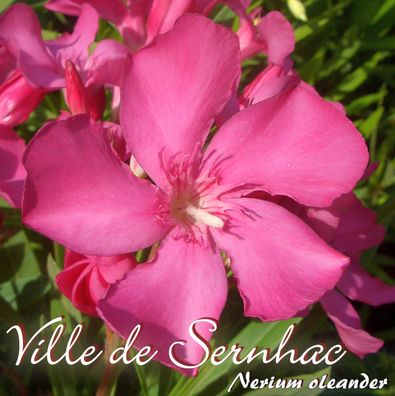 Oleander "Ville de Sernhac" - Nerium oleander - Größe C03