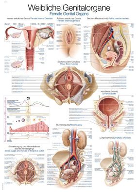 Lehrtafel Weibliches Genital 50x70cm