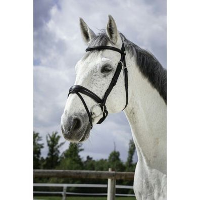 Trensenzaum NORTON PRO Soft