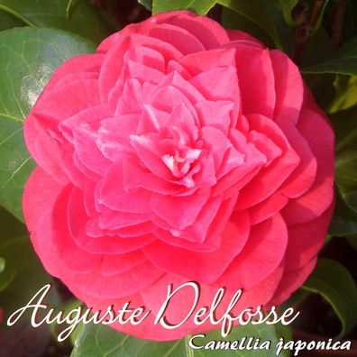 Kamelie "Auguste Delfosse" - Camellia japonica - 4 bis 5-jährige Pflanze (223)