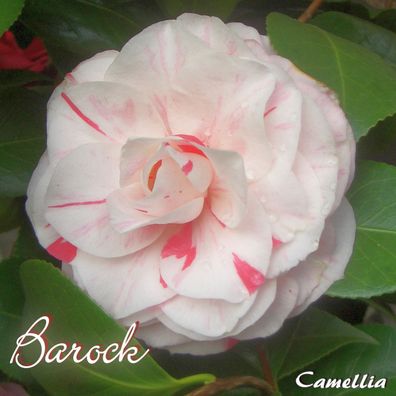 Kamelie "Barock" - Camellia - 3-jährige Pflanze (246)