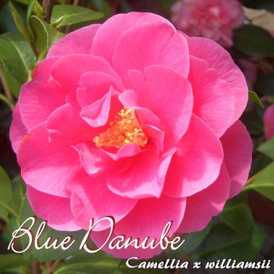 Kamelie "Blue Danube" - Camellia x williamsii - 3-jährige Pflanze (165)