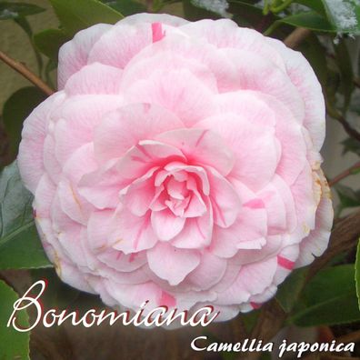 Kamelie "Bonomiana" - Camellia japonica - 3-jährige Pflanze (55)