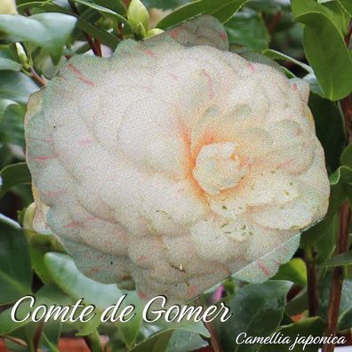Kamelie "Comte de Gomer" - Camellia japonica - 3-jährige Pflanze (145)