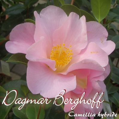 Kamelie "Dagmar Berghoff" - Camellia hybride - 3-jährige Pflanze (122)