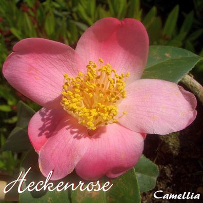 Kamelie "Heckenrose" - Camellia - 3-jährige Pflanze (240)