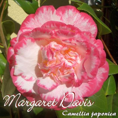 Kamelie "Margaret Davis" - Camellia japonica - 3-jährige Pflanze (90)