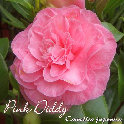 Kamelie "Pink Diddy" - Camellia japonica - 3-jährige Pflanze (50)