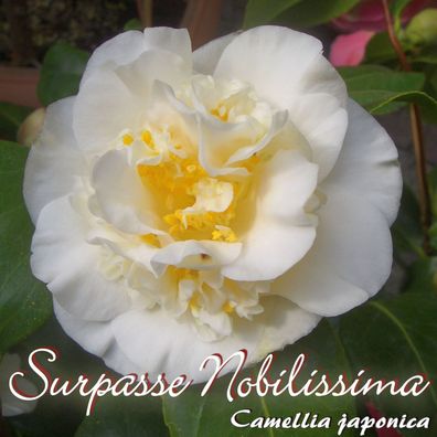 Kamelie "Surpasse Nobilissima" - Camellia japonica - 3-jährige Pflanze (66)