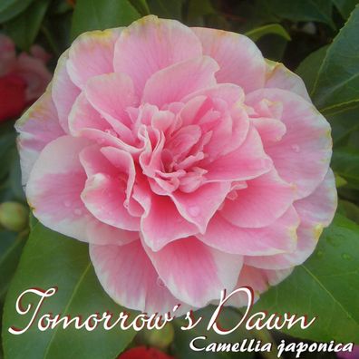 Kamelie "Tomorrows Dawn" - Camellia japonica - 3-jährige Pflanze (228)