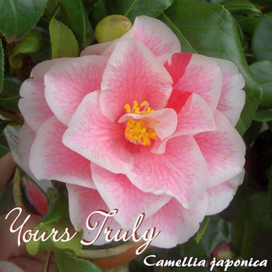 Kamelie "Yours Truly" - Camellia japonica - 3-jährige Pflanze (161)