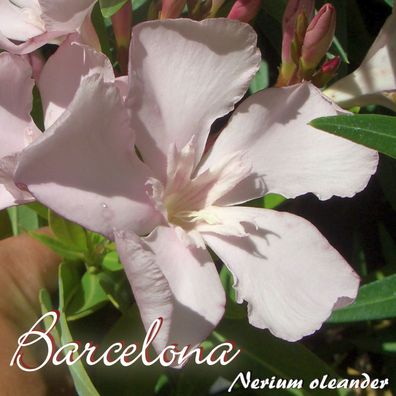 Oleander "Barcelona" - Nerium oleander - Größe C08