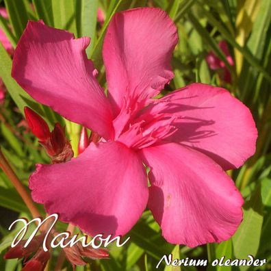 Oleander "Manon" - Nerium oleander - Größe C15