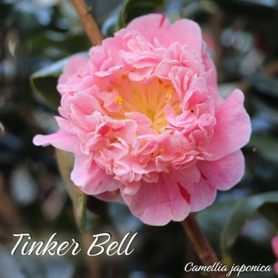Kamelie "Tinker Bell" - Camellia japonica - 3-jährige Pflanze (261)