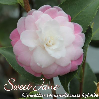 Kamelie "Sweet Jane" - Camellia transnokoensis hybride - 3-jährige Pflanze (273)